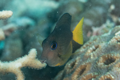 Ctenochaetus binotatus