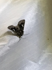 Behrensia conchiformis