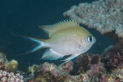 Pycnochromis amboinensis