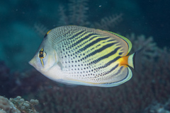 Chaetodon pelewensis