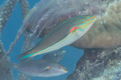 Stethojulis bandanensis