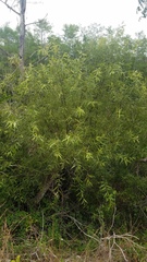 Salix caroliniana