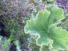 Spilostethus taeniatus