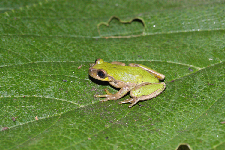 Tan-Edged Treefrog