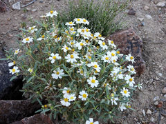 Melampodium leucanthum