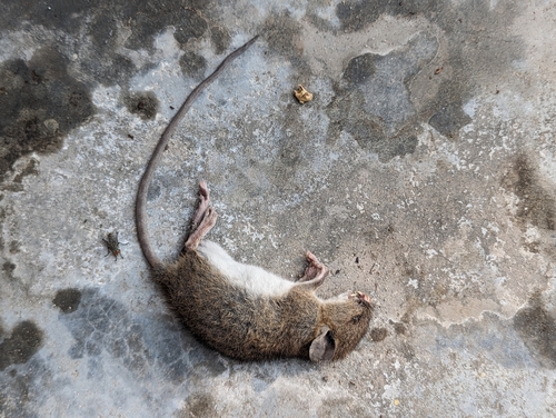 Andaman Rat (Rattus stoicus) — Vulnerable Mammalia
