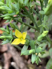 Kalanchoe integra