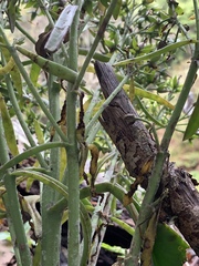 Kalanchoe integra