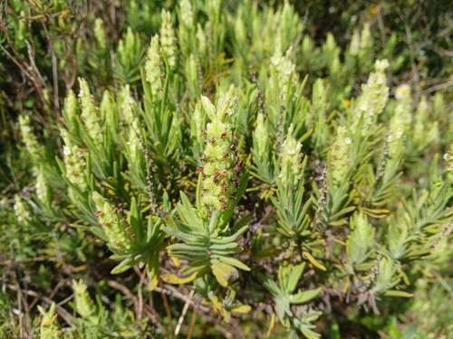 Image of Lavandula viridis by (c) Paulo Martins, some rights reserved (CC BY-SA)