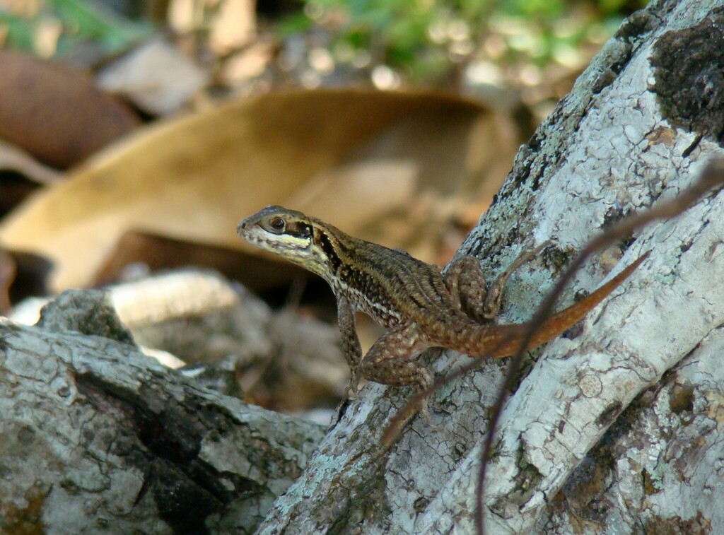 Curly-tailed Lizards from Cienaga de Zapata, Cuba on November 3, 2010 ...