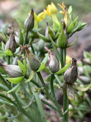 Kalanchoe integra