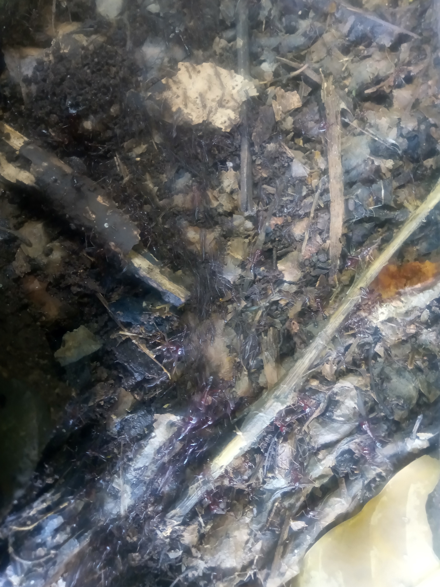 Dorylus nigricans molestus