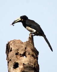 Lophoceros fasciatus