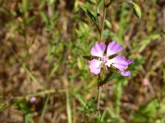 Clarkia