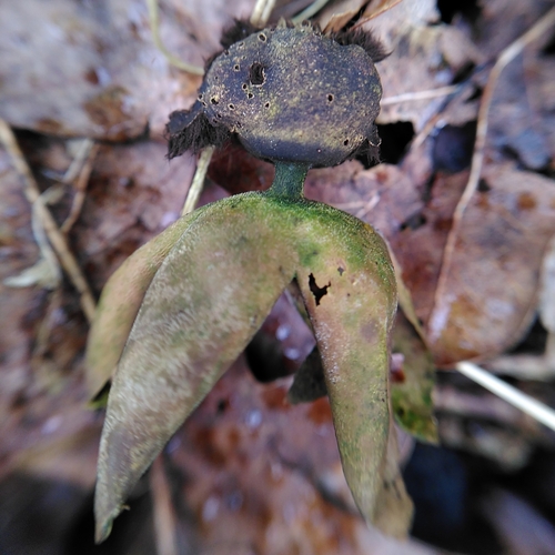 Geastrum fornicatum