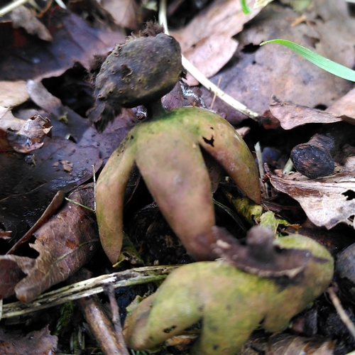 Geastrum fornicatum (Photo 2 of 6)