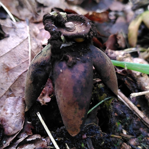 Geastrum fornicatum (Photo 3 of 6)