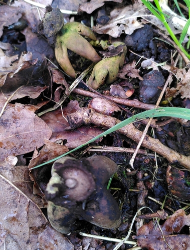 Geastrum fornicatum (Photo 4 of 6)