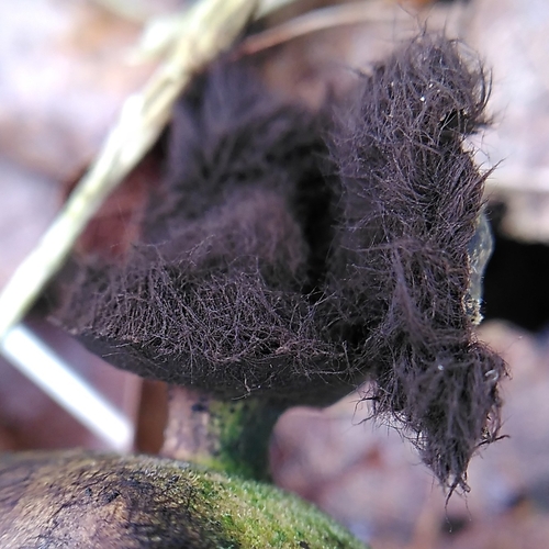 Geastrum fornicatum (Photo 5 of 6)