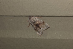Orthosia