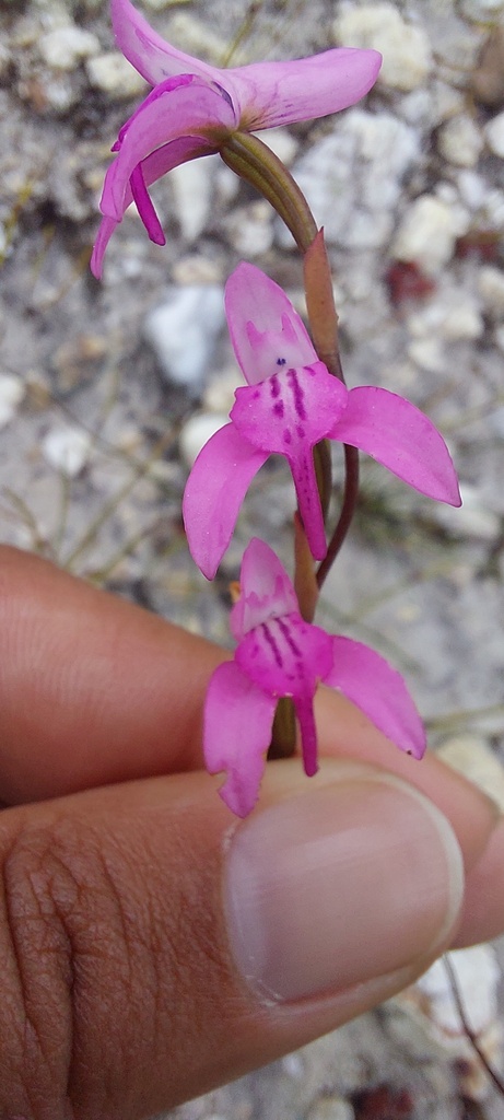 Disa inflexa