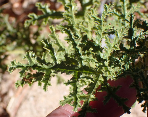 Image of Pelargonium glutinosum by (c) Nicola van Berkel, some rights reserved (CC BY-SA)