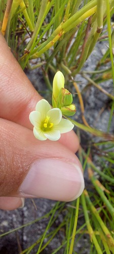 Geissorhiza parva