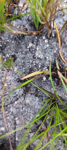 Geissorhiza parva