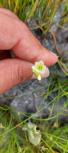 Geissorhiza parva