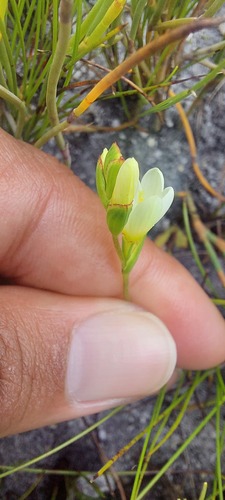 Geissorhiza parva