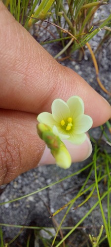 Geissorhiza parva