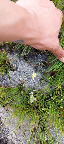 Geissorhiza parva