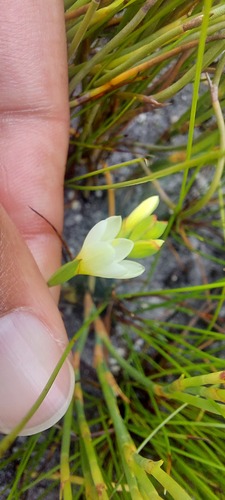 Geissorhiza parva