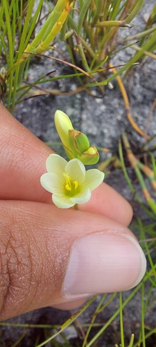 Geissorhiza parva