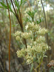 Baccharis boliviensis