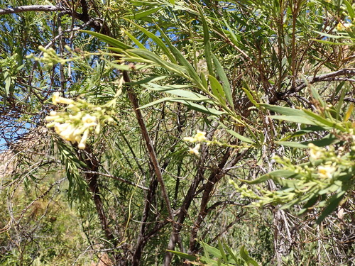 Image of Freylinia lanceolata by (c) Nicola van Berkel, some rights reserved (CC BY-SA)