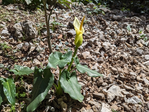 Cretan arum (Arum creticum)