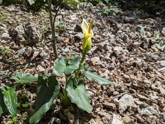 Arum creticum, photograph (c) Elias, some rights reserved (CC BY)