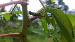 Syntomacris guttulosa