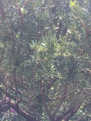 Podocarpus macrophyllus maki