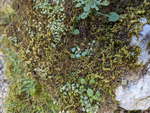 Image of Saxifraga hederacea by (c) Elias, some rights reserved (CC BY)