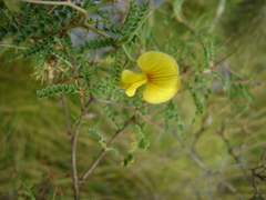 Adesmia miraflorensis