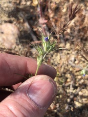 Eriastrum filifolium