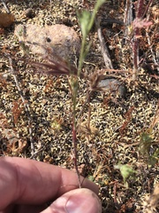 Eriastrum filifolium