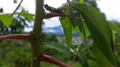 Syntomacris guttulosa