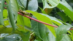 Syntomacris guttulosa