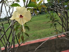 Hibiscus