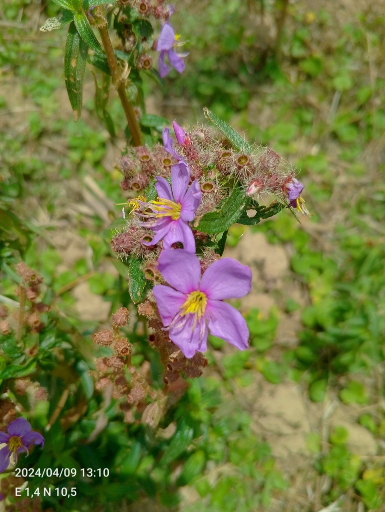 Nerophila senegambiensis