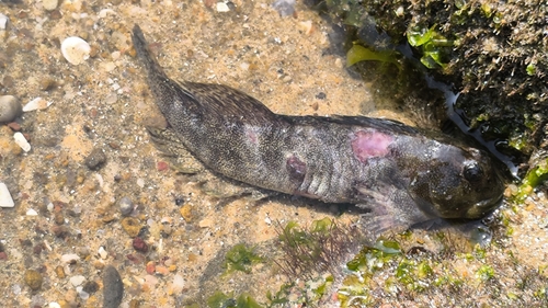 Vermiculated rockskipper (Entomacrodus vermiculatus) — Blenniidae