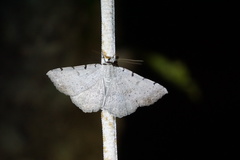 Spiloloma lunilinea